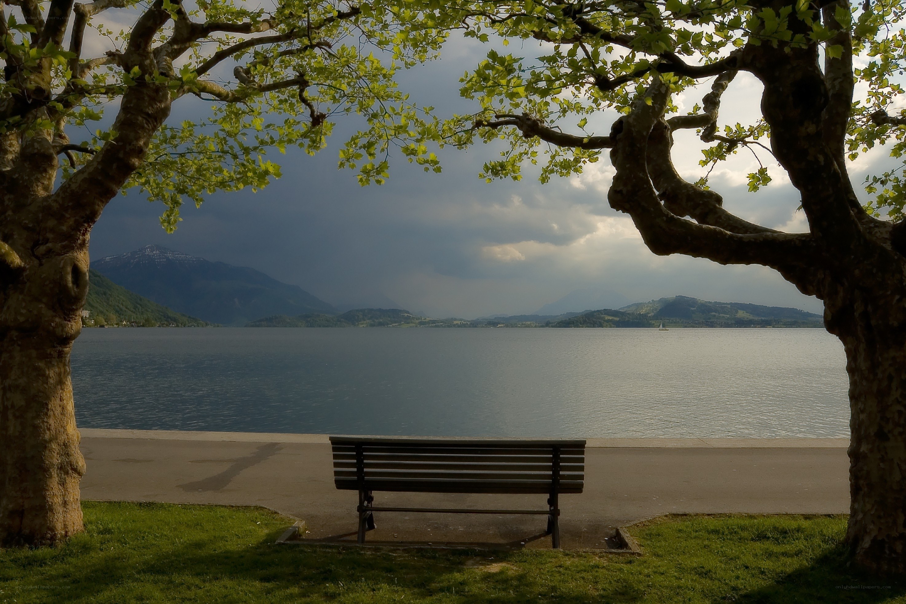 Bench by the lake under trees