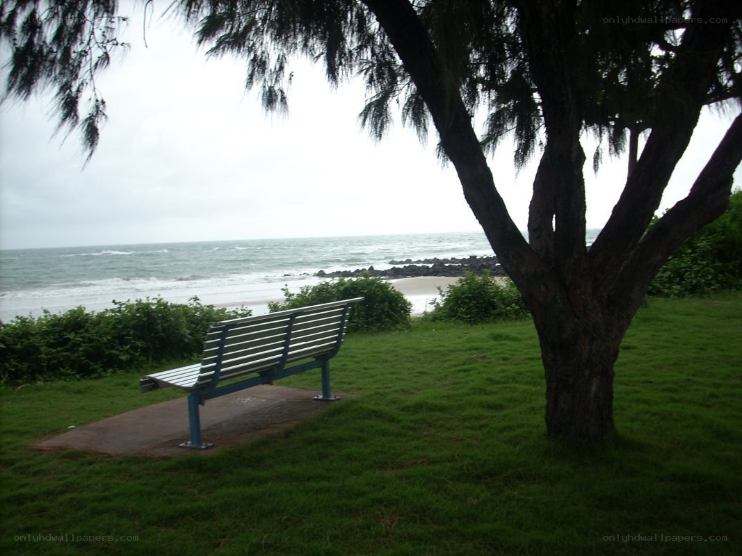 Bench by the sea under a tree