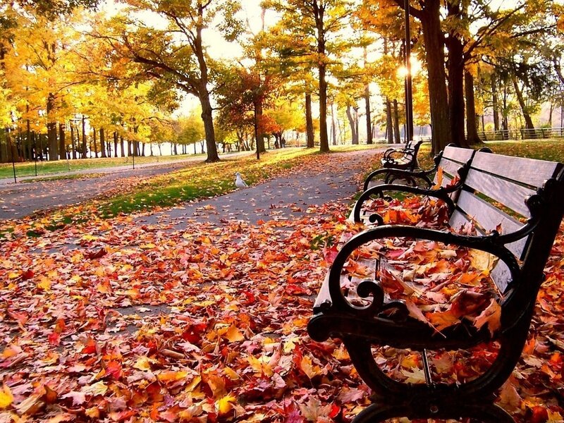 Bench Covered in Leaves