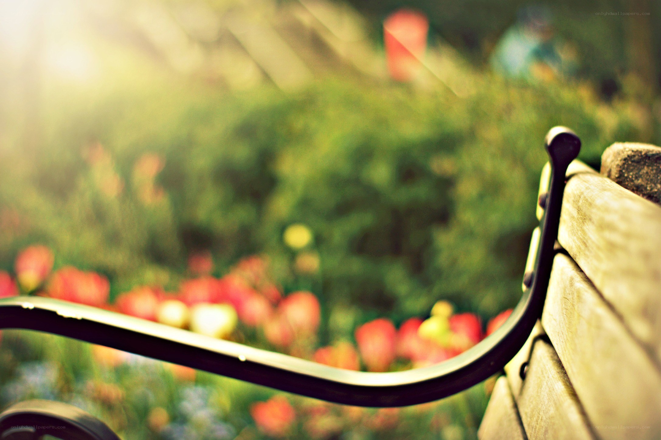 Bench in a flower garden