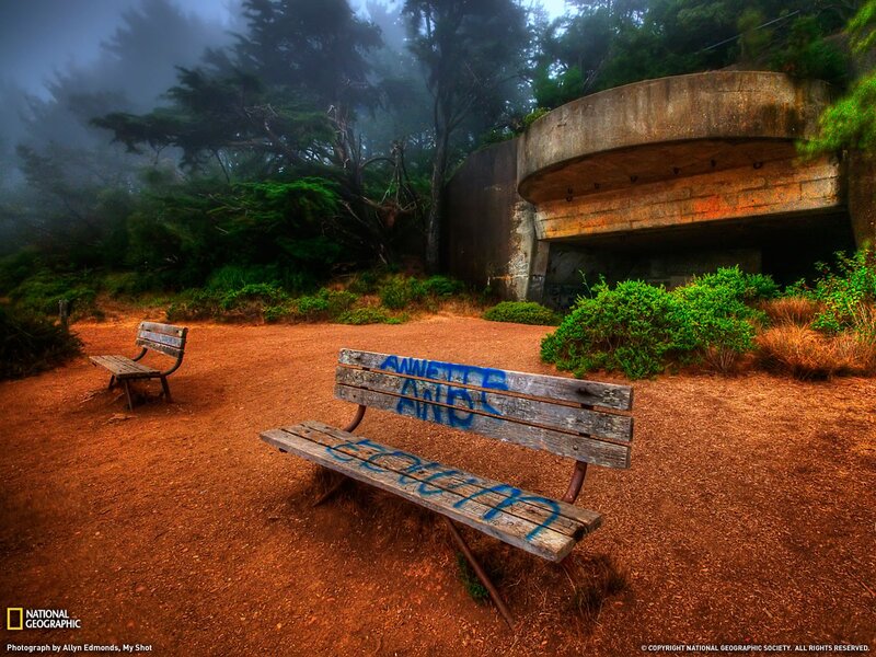 Bench in a foggy forest