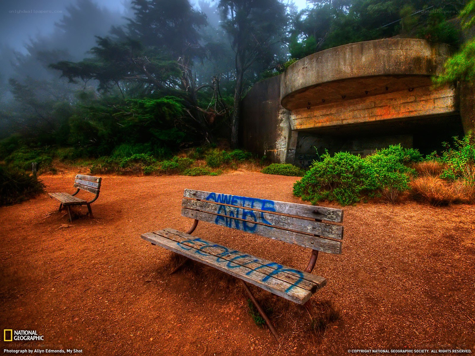 Bench in a foggy forest