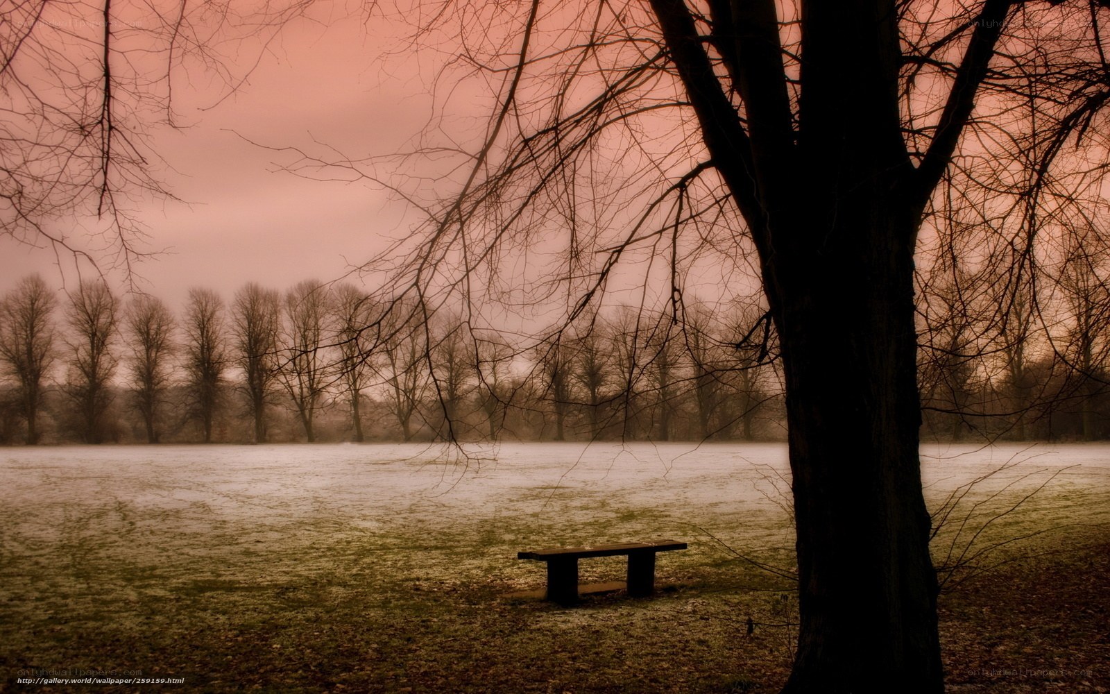 Bench in a frosty park
