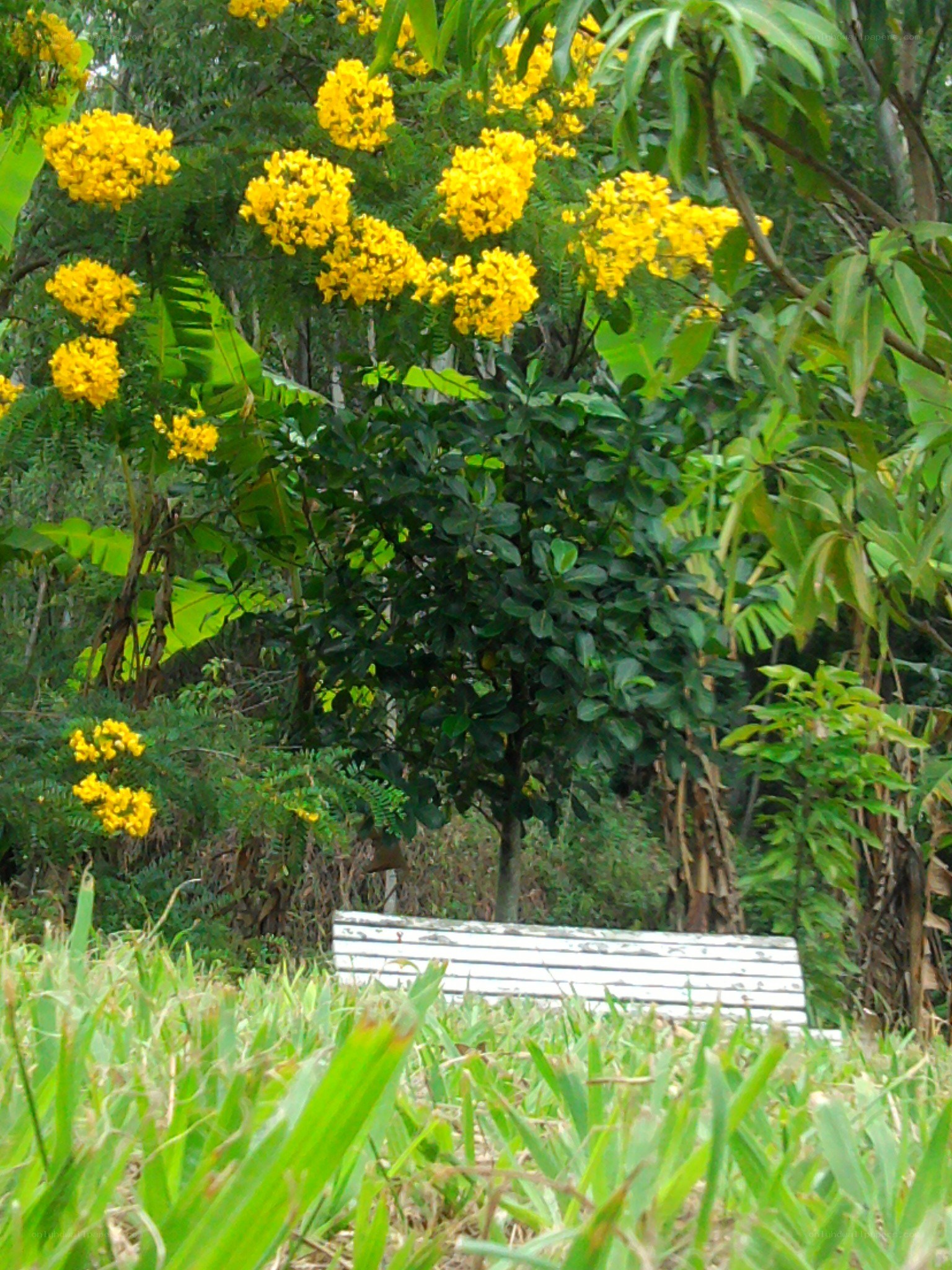 Bench in a garden with yellow flowers