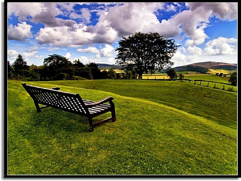 Bench in a green field
