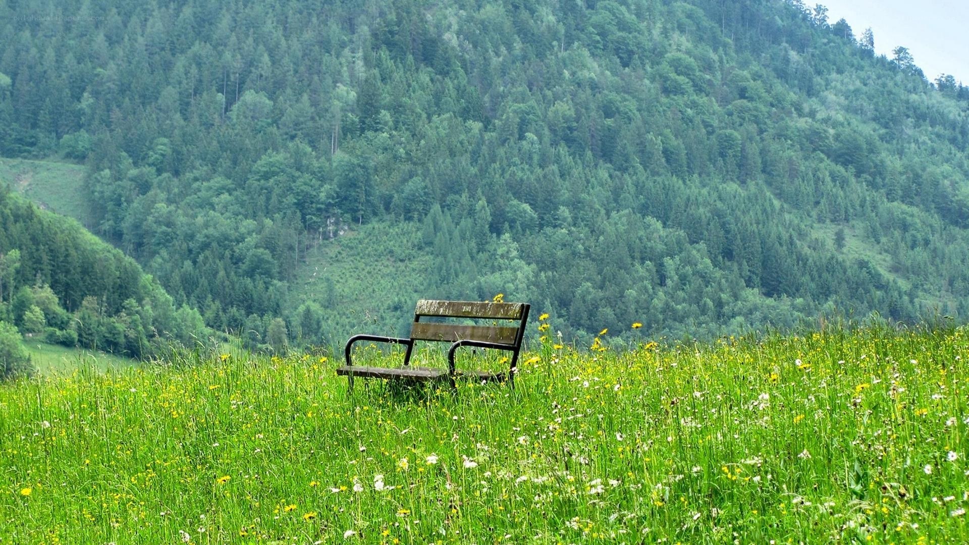 Bench in a green meadow