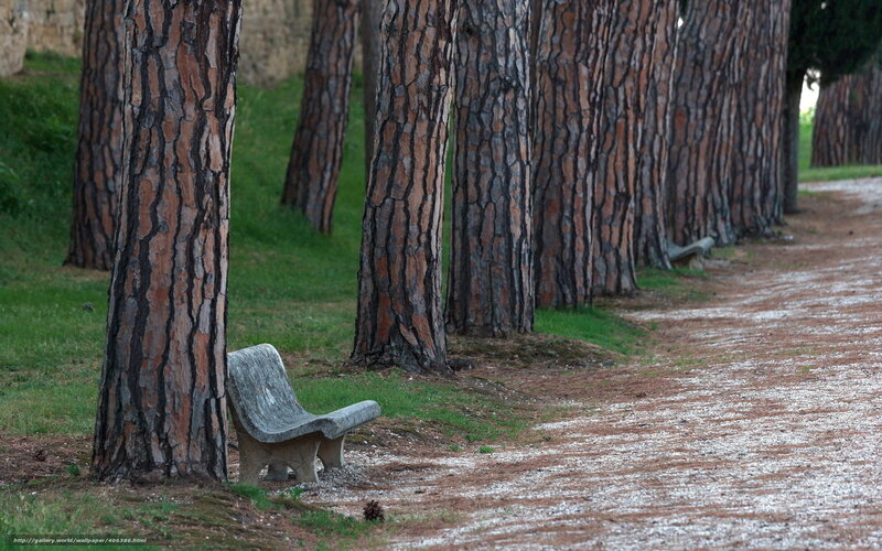 Bench in a pine forest