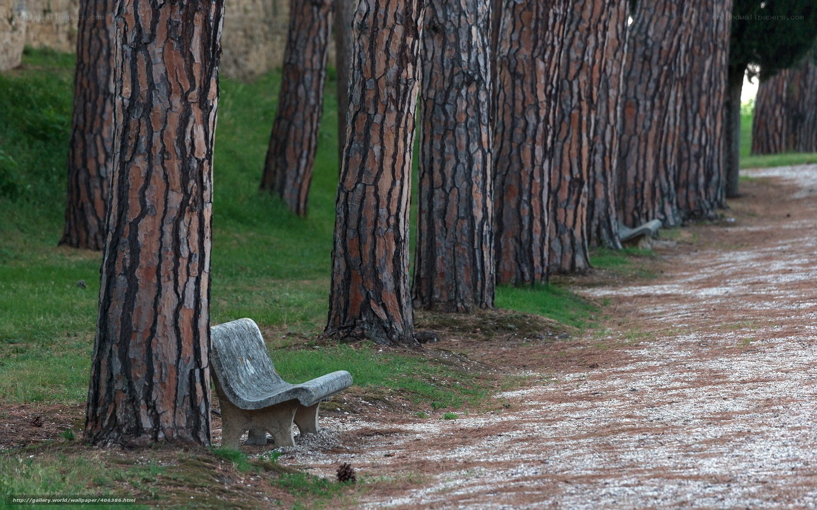 Bench in a pine forest