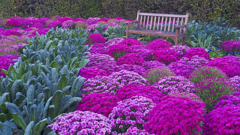 Bench in a purple flower garden