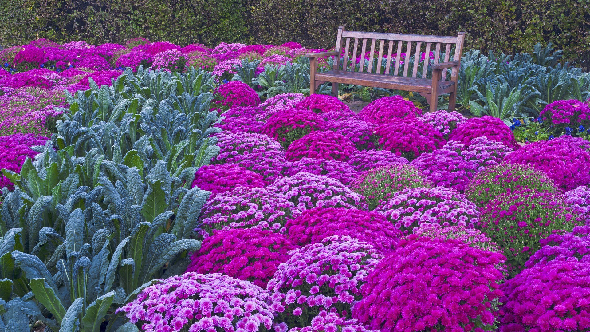 Bench in a purple flower garden