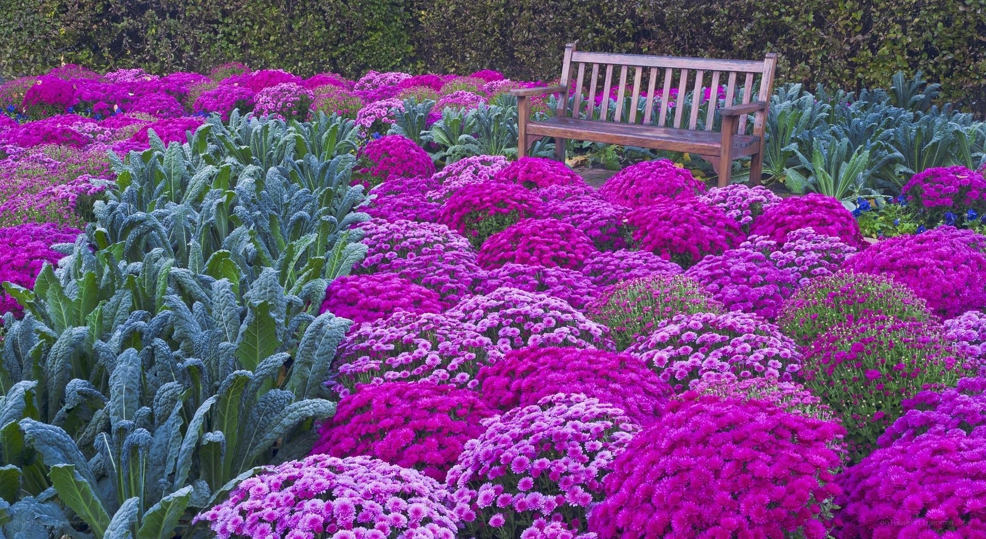 Bench in a purple flower garden