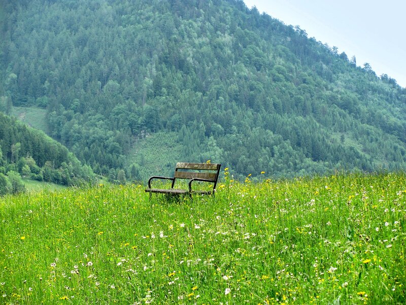 Bench in a wildflower meadow