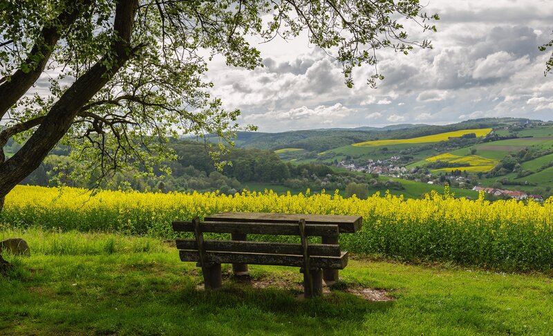 Bench in a yellow field