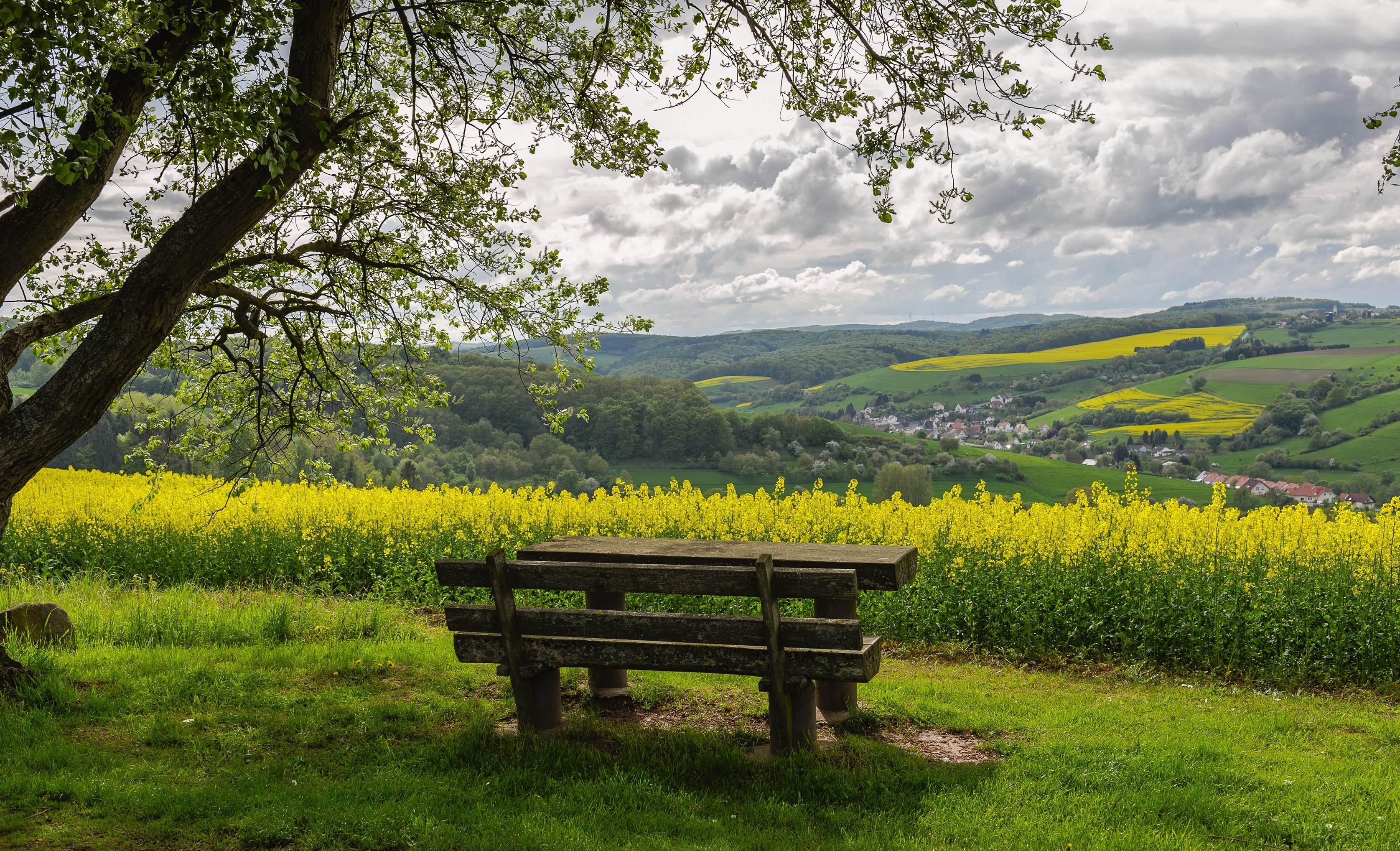 Bench in a yellow field
