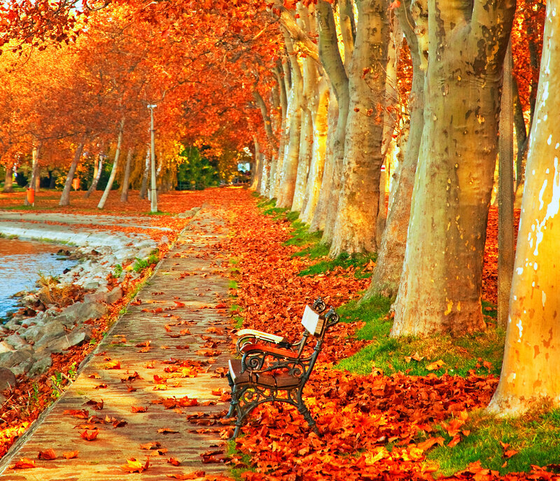 Bench in Autumn Park — Orange