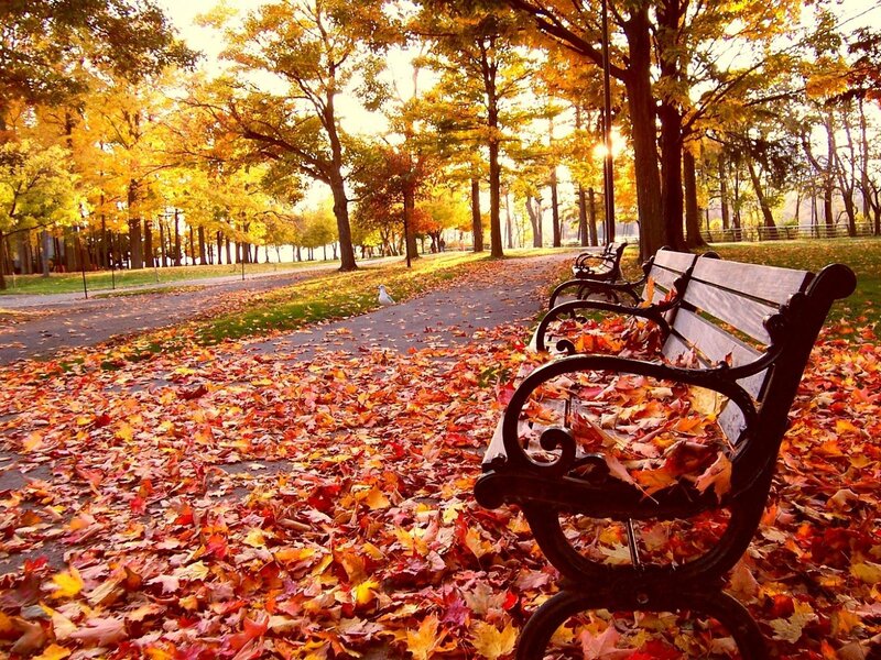 Bench in Autumn Park — Yellow