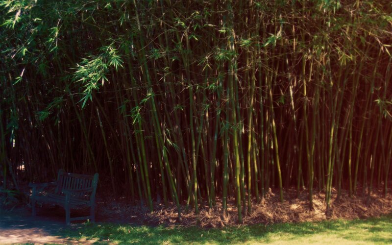 Bench in bamboo grove