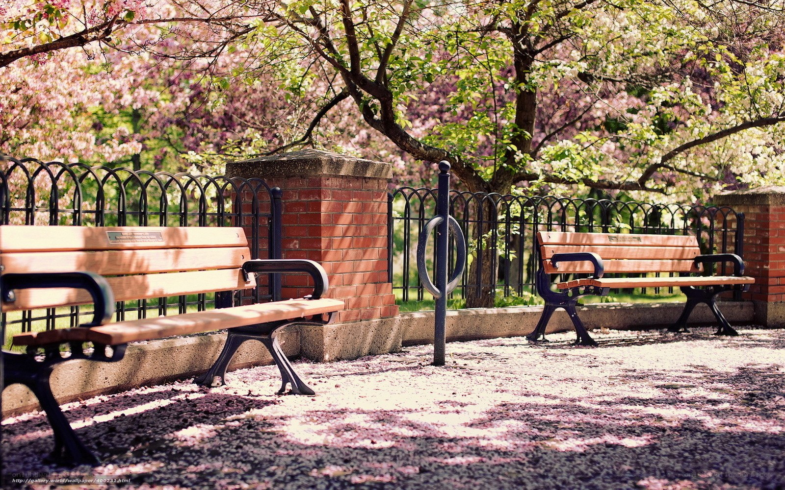 Bench in cherry blossom garden
