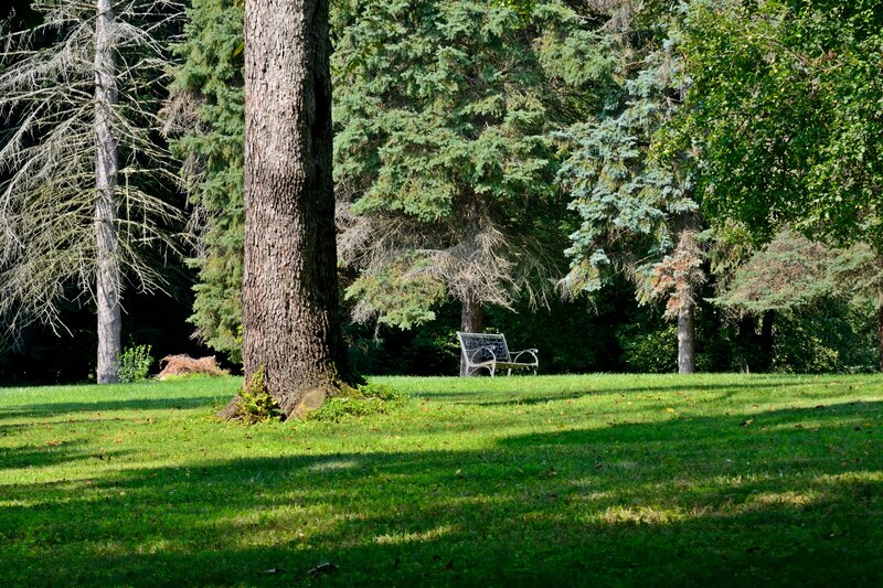 Bench in Park — Green, Serene