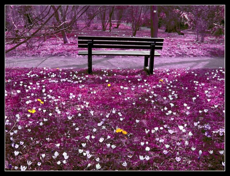 Bench in Purple Garden
