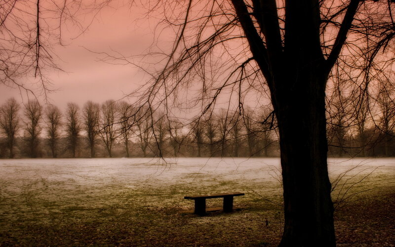 Bench in Snowy Field
