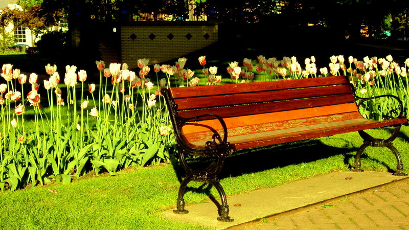 Bench in tulip garden