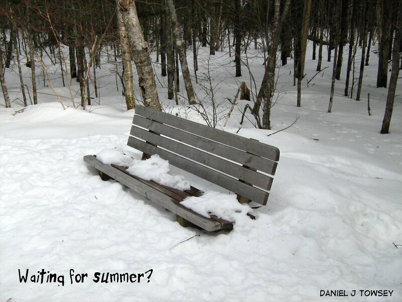 Bench in winter forest