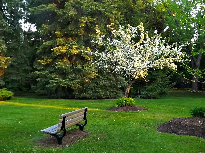 Bench Near Flowering Tree