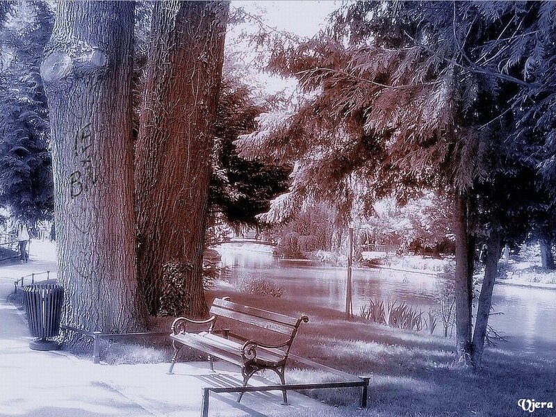 Bench Near Pond in Park