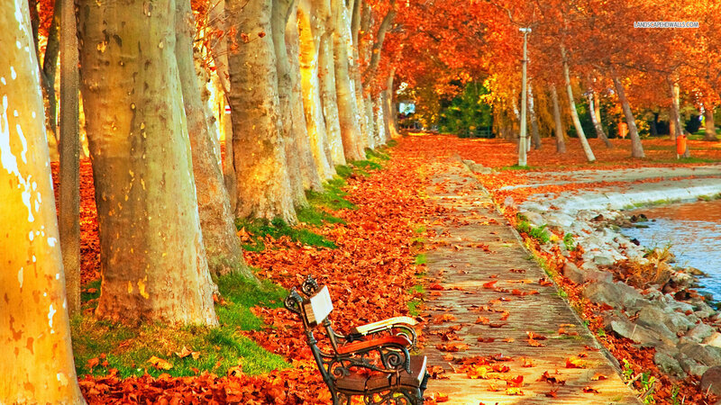 Bench on Autumn Path