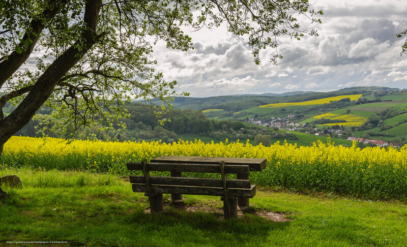 Bench overlooking a yellow field