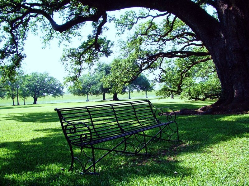Bench under a large tree