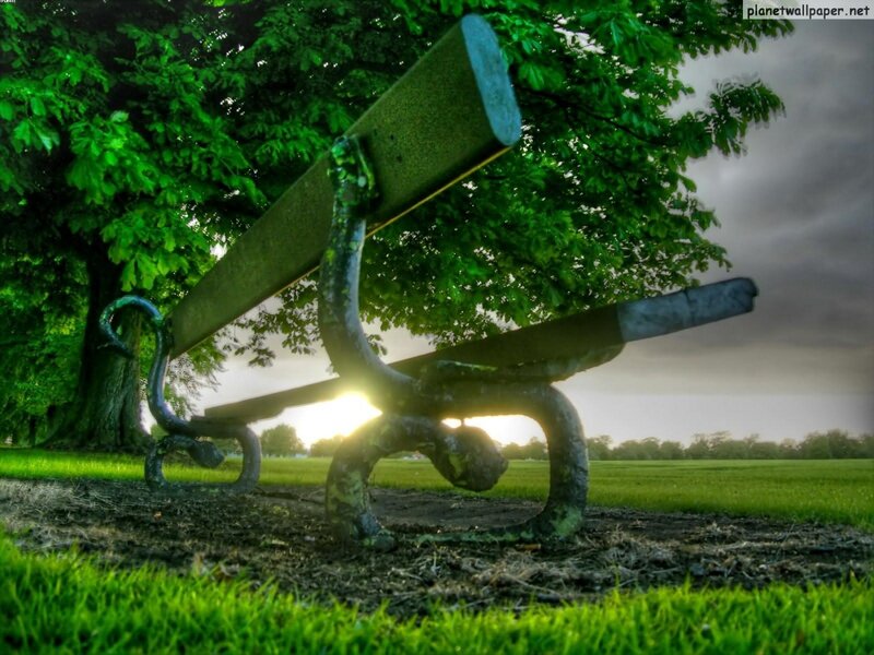 Bench under a tree at sunset