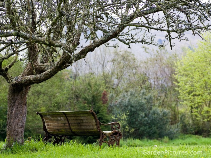 Bench under a tree in a garden