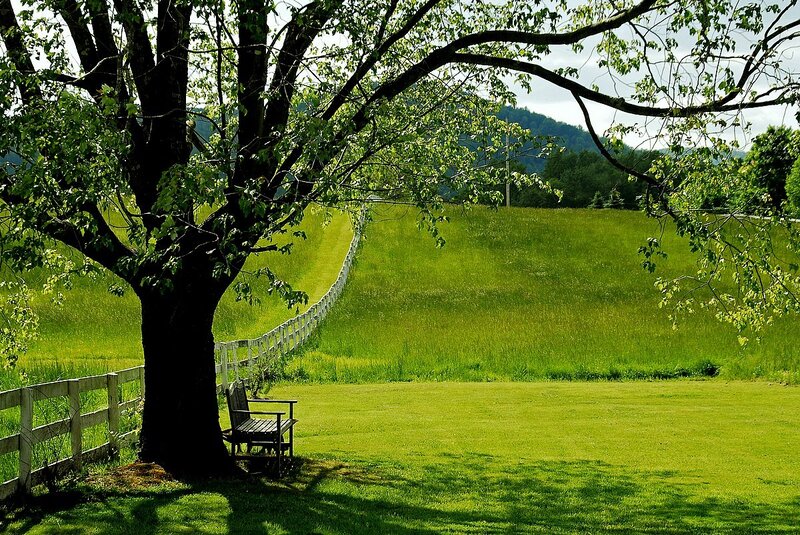 Bench under a tree in a green field