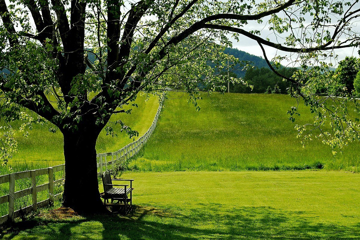 Bench under a tree in a green field