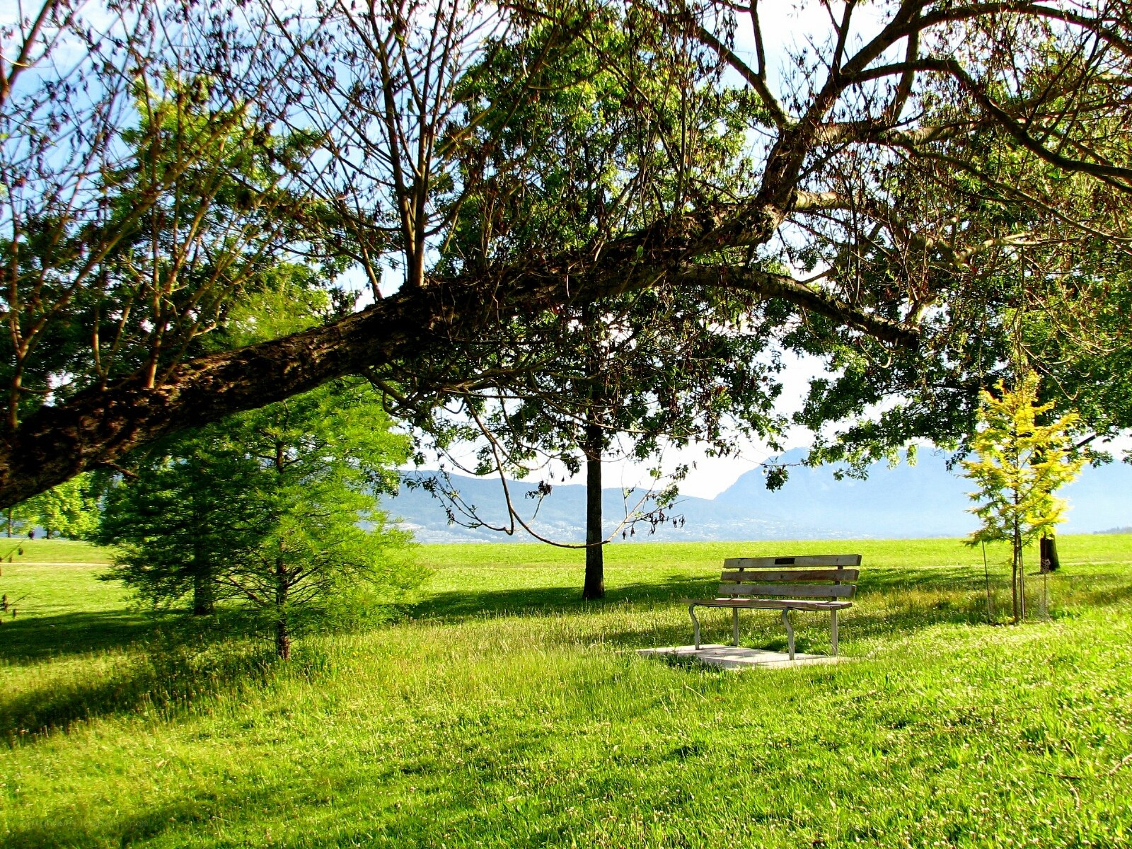 Bench under a tree in a park
