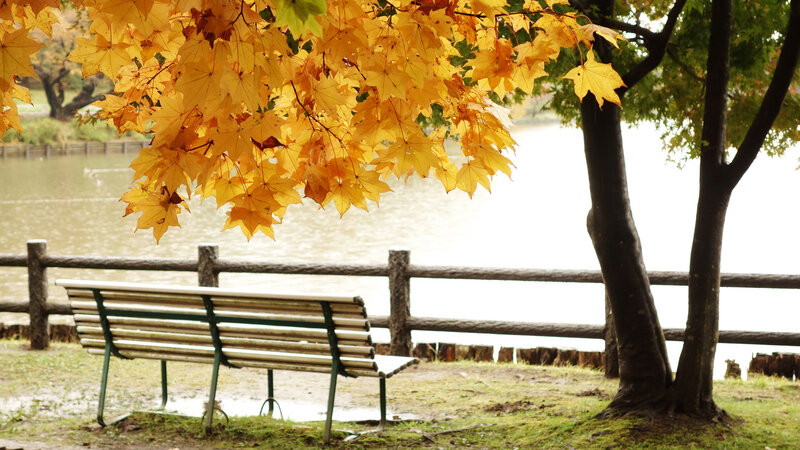 Bench under Autumn Leaves
