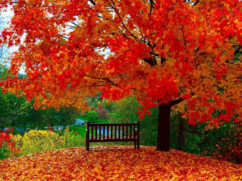 Bench under Autumn Tree — Red, Serene, Photograph