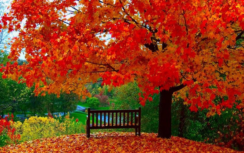 Bench under Autumn Tree — Red, Serene