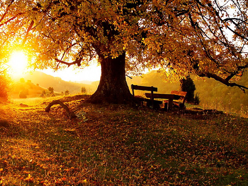Bench under Autumn Tree