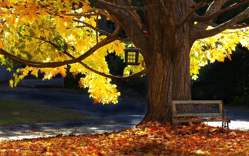 Bench under Autumn Tree — Yellow