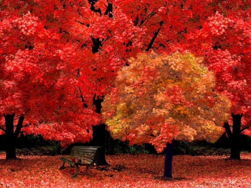 Bench under Autumn Trees — Red