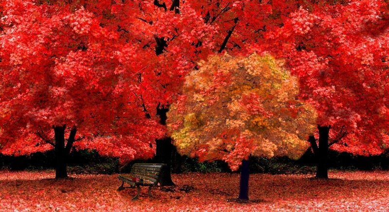 Bench under Autumn Trees