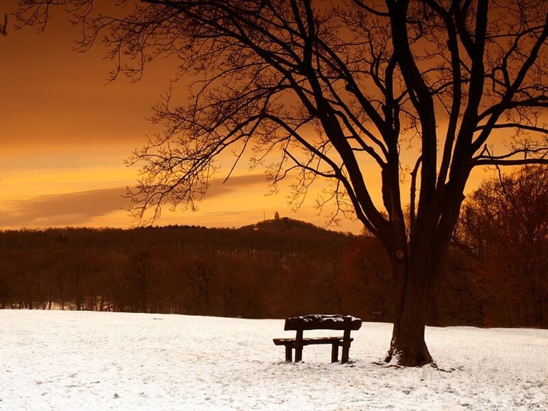 Bench under Bare Tree