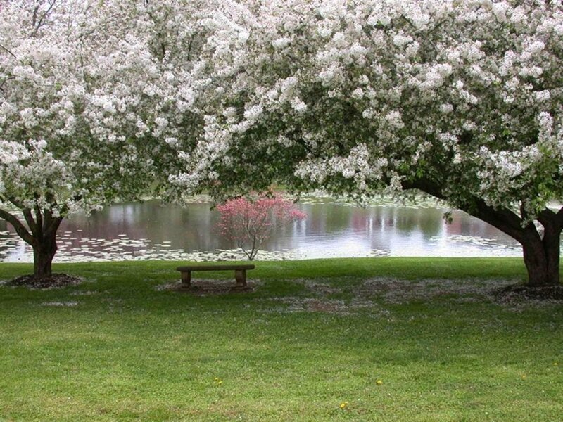 Bench under blooming trees