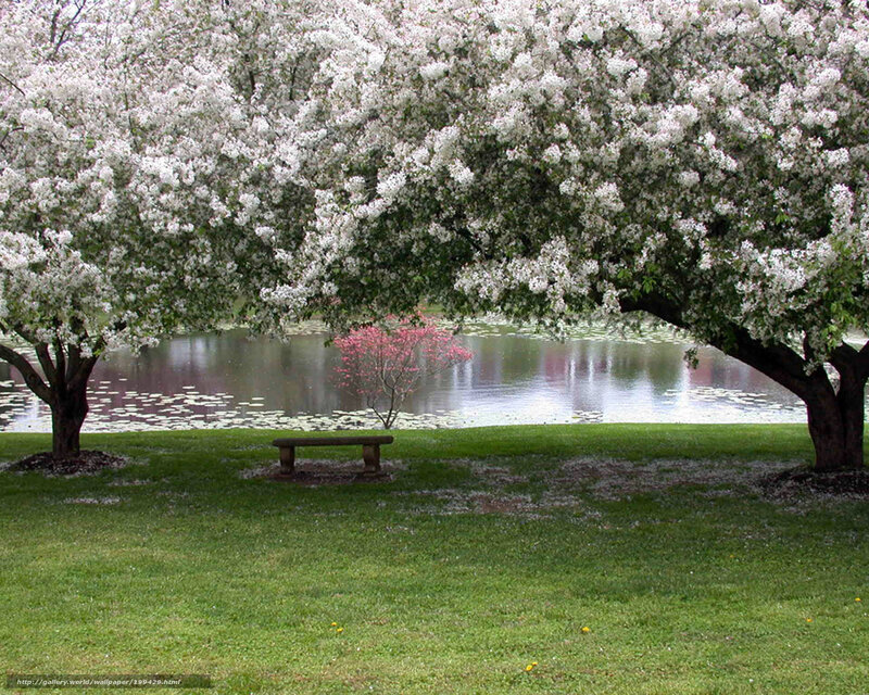 Bench under blooming trees