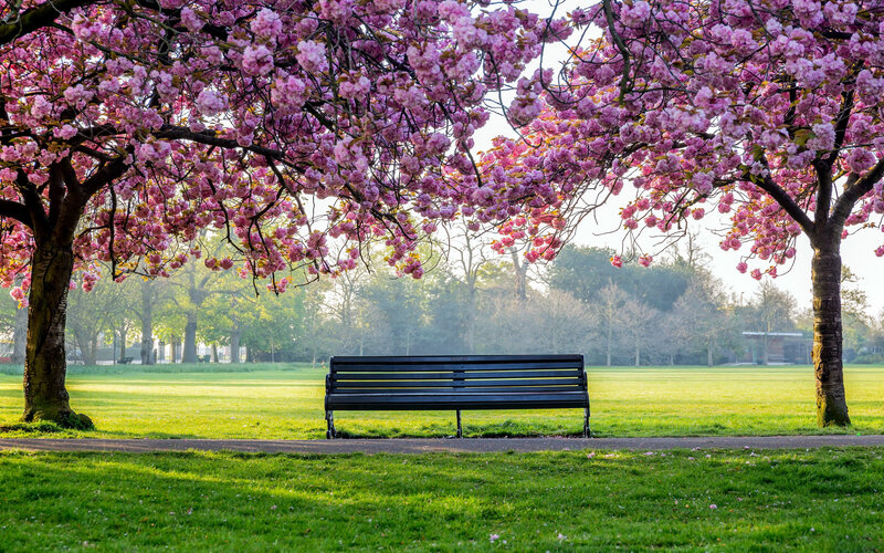 Bench under Cherry Blossoms — Pink