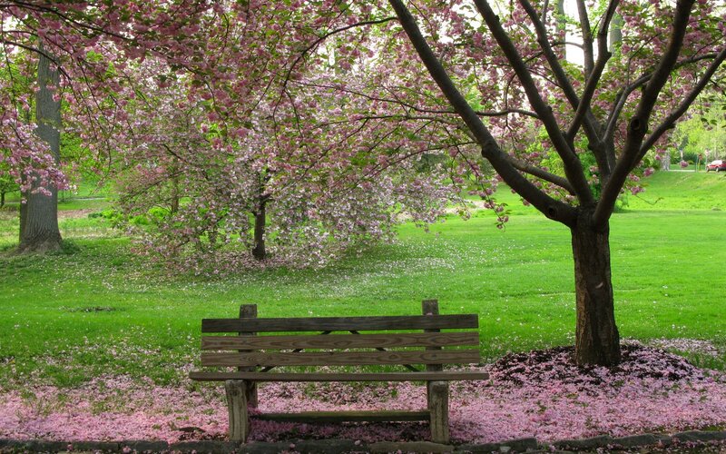 Bench under cherry blossoms