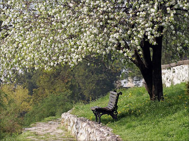Bench under Flowering Tree